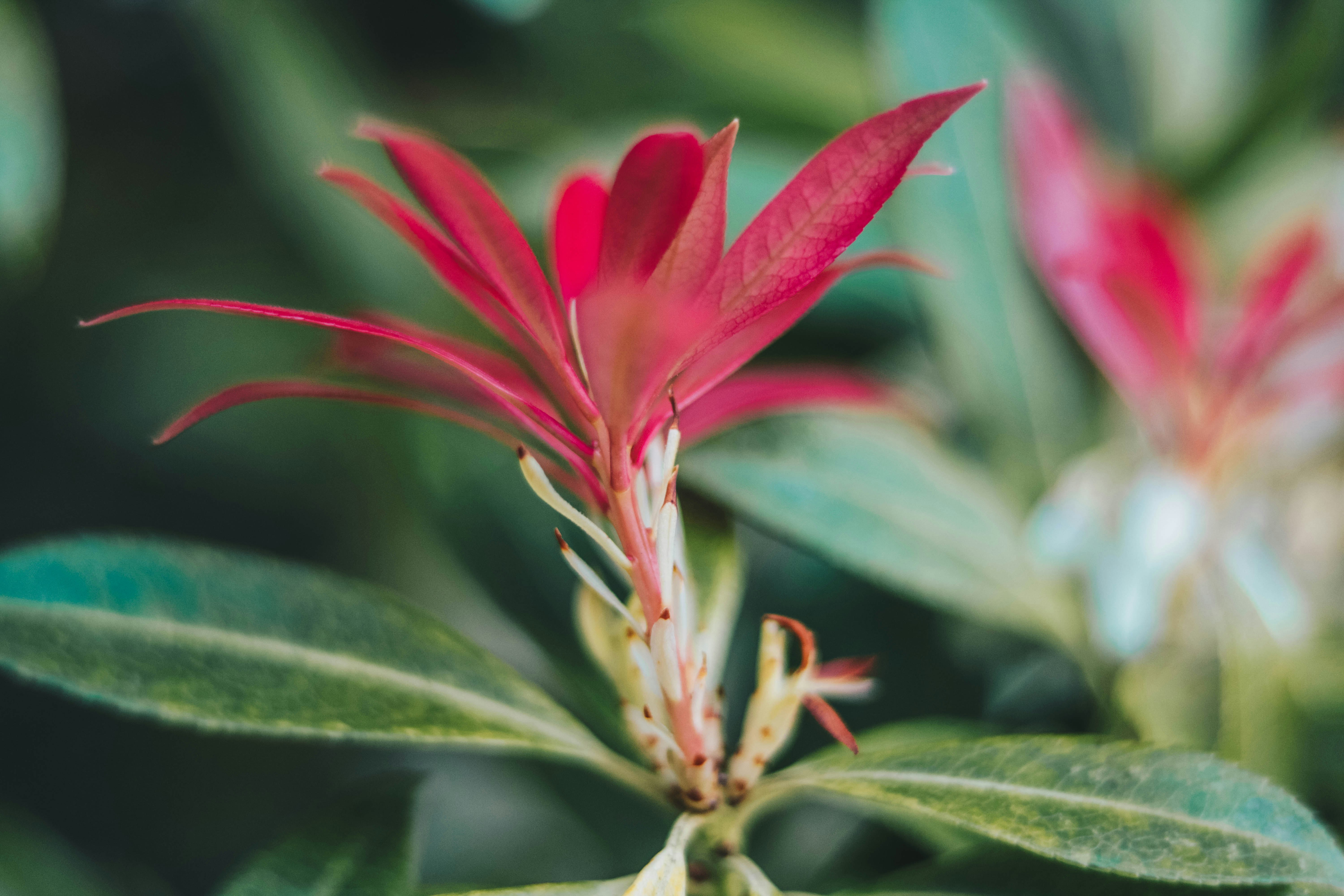 pink leafed plant